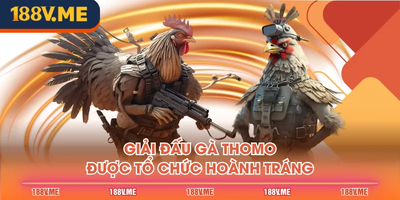 Giải đấu gà Thomo được tổ chức hoành tráng